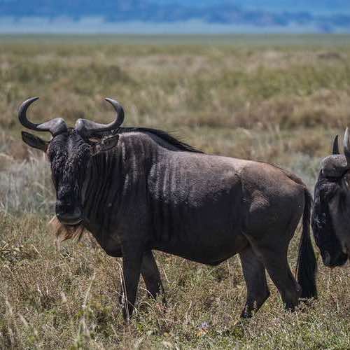The Complete Guide to Maasai Mara National Reserve, Kenya
